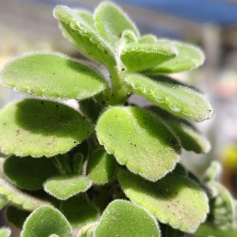 Plectranthus tomentosa