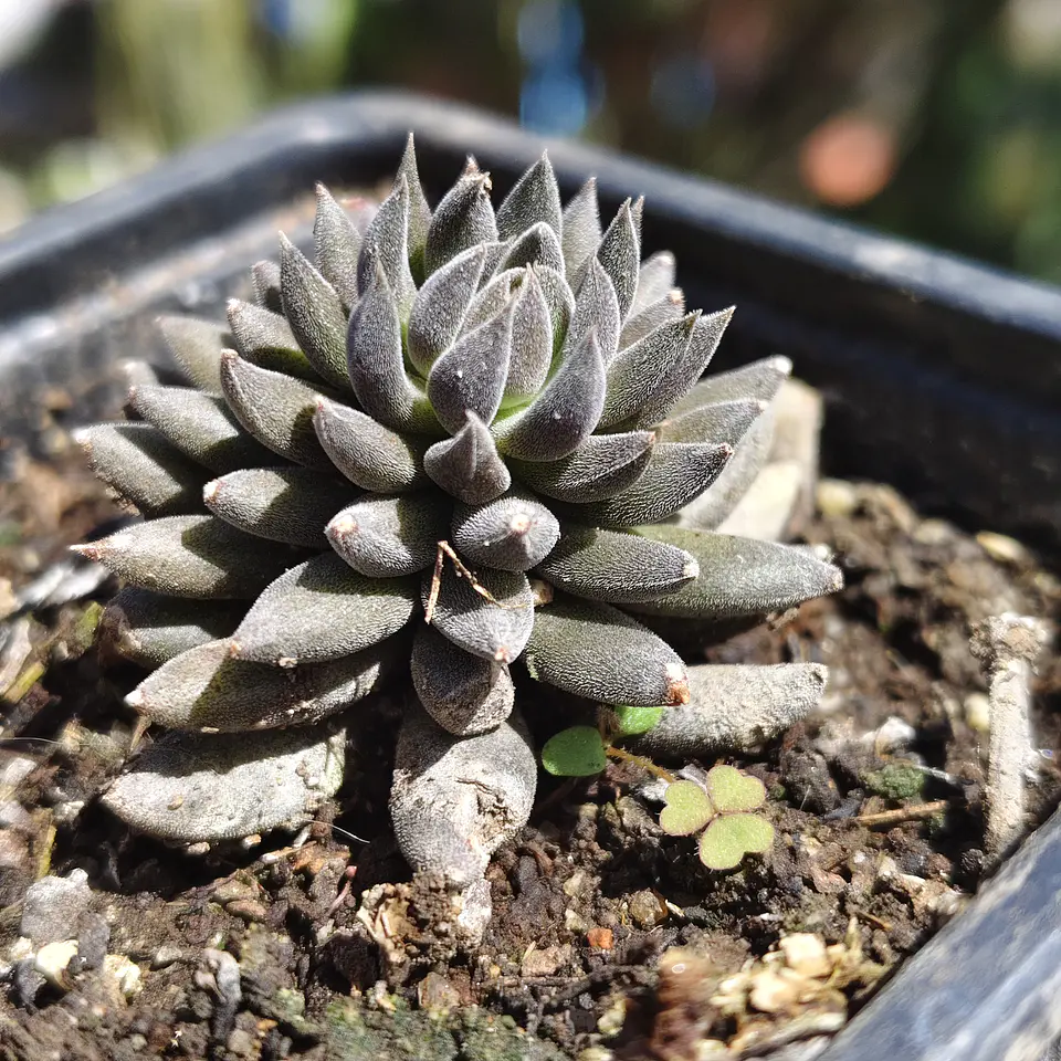 Sinocrassula yunnanensis  5