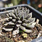Sinocrassula yunnanensis  - Miniatura 1