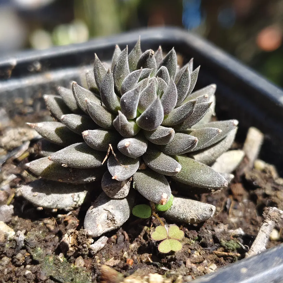 Sinocrassula yunnanensis  1