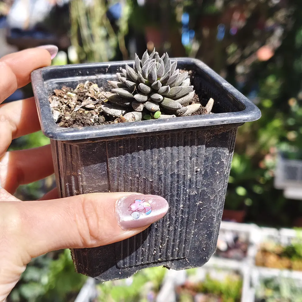 Sinocrassula yunnanensis  4