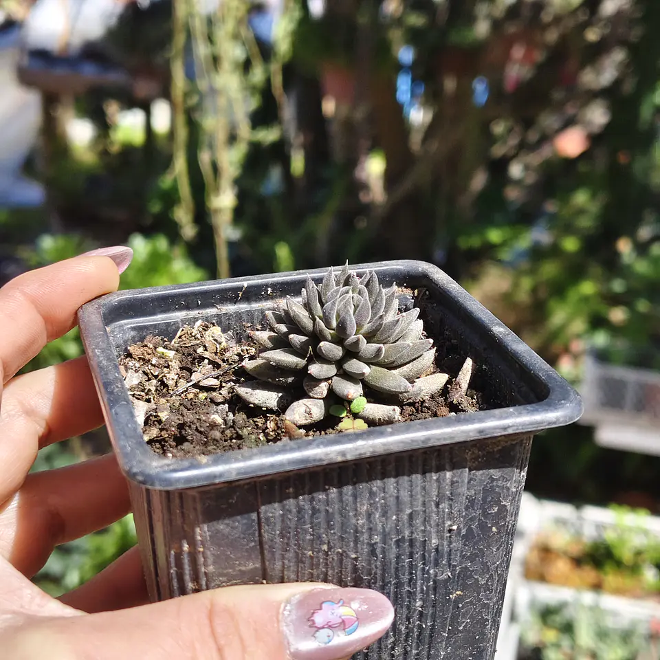 Sinocrassula yunnanensis  3