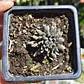 Sinocrassula yunnanensis  - Miniatura 2
