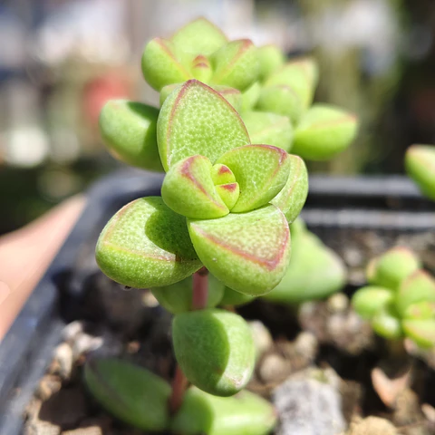 Crassula Brevifolia