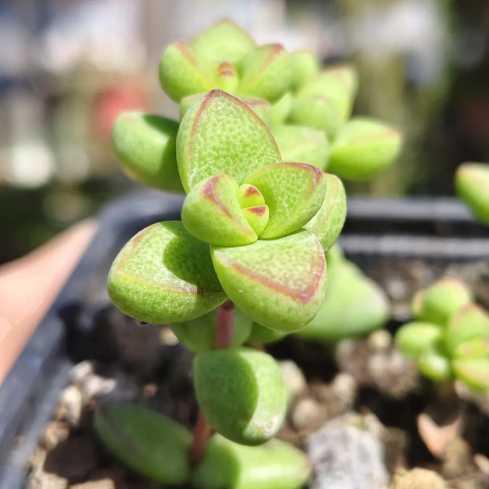 Crassula Brevifolia 2