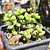 Crassula Brevifolia