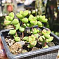 Crassula Brevifolia - Miniatura 1