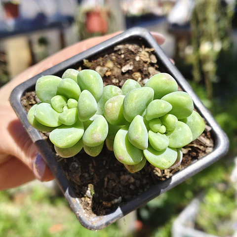 Sedum Trealesei 