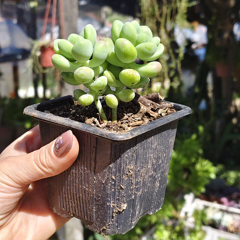 Sedum Trealesei 