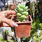 Sedum Trealesei  - Miniatura 2
