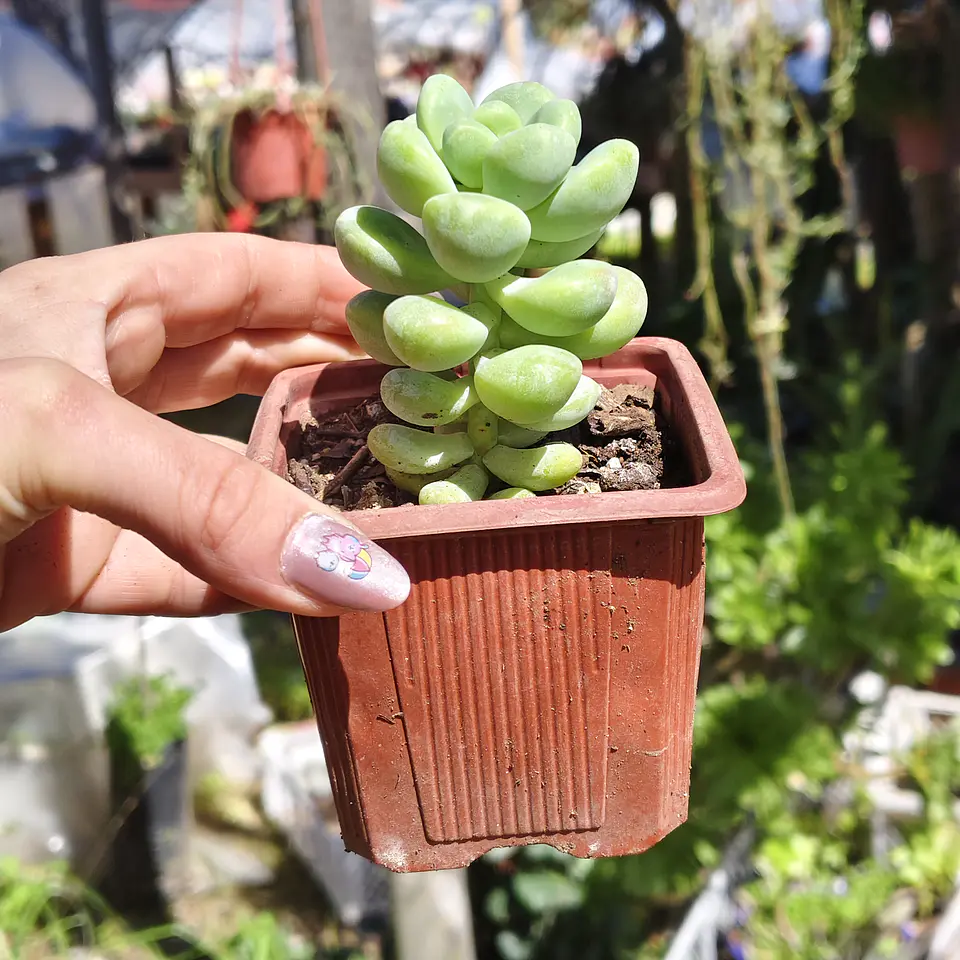 Sedum Trealesei  2