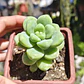 Sedum Trealesei  - Miniatura 1