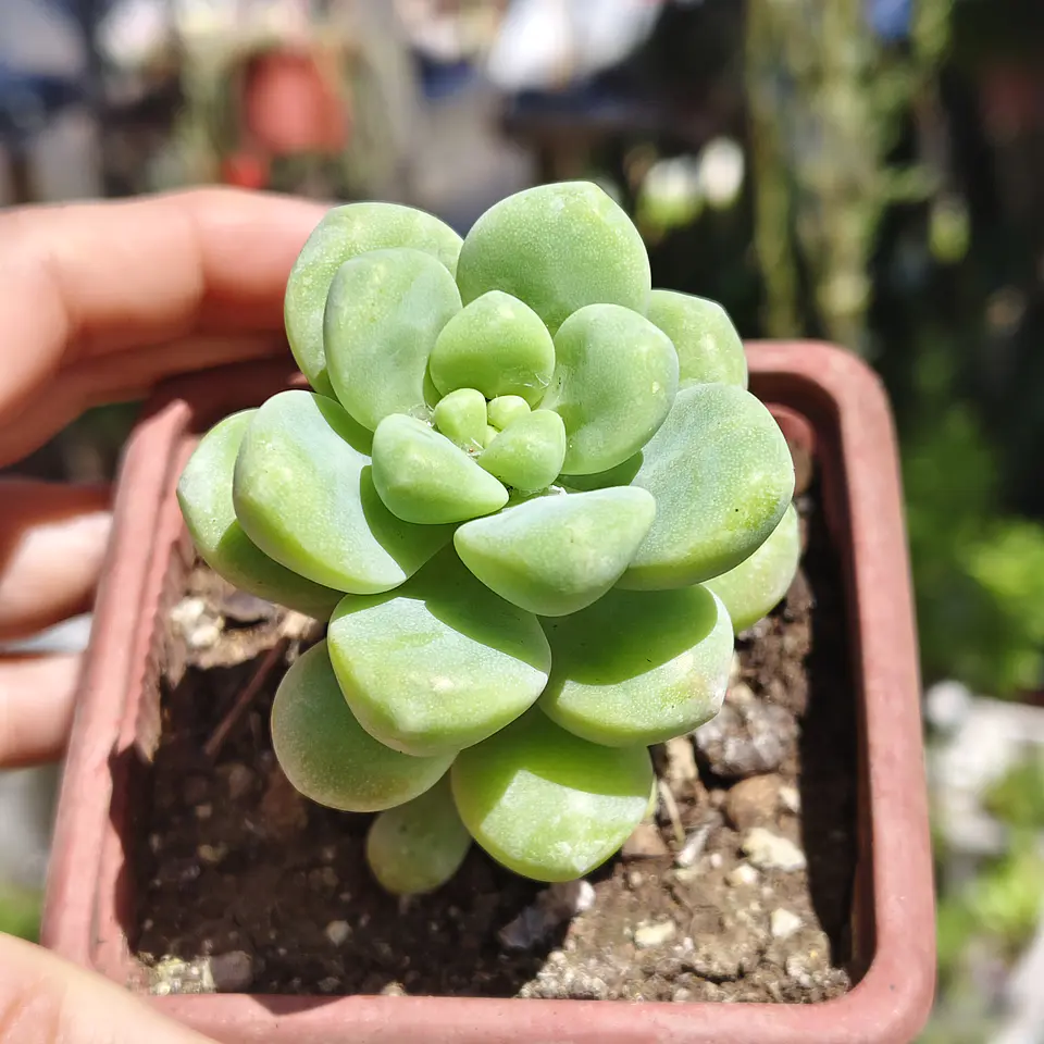 Sedum Trealesei  1