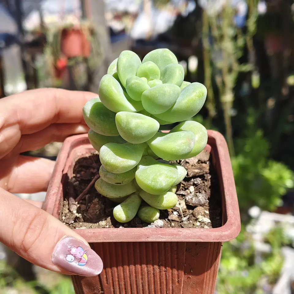 Sedum Trealesei  3