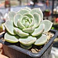 Graptoveria titubans - Miniatura 3