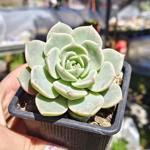 Graptoveria titubans
