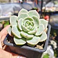 Graptoveria titubans - Miniatura 1
