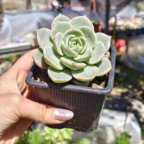 Graptoveria titubans