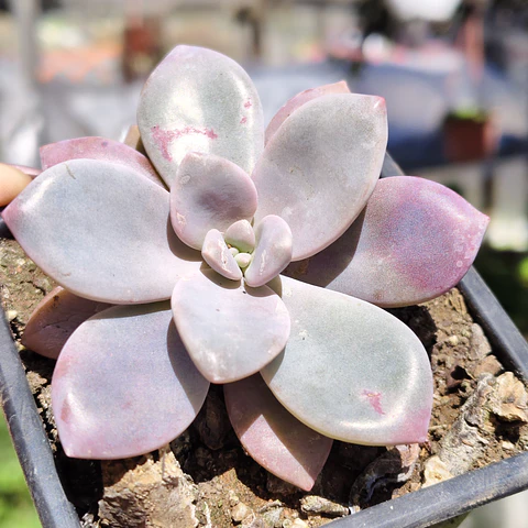 Graptopetalum Murasaki 