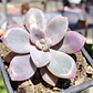 Graptopetalum Murasaki  - Miniatura 1