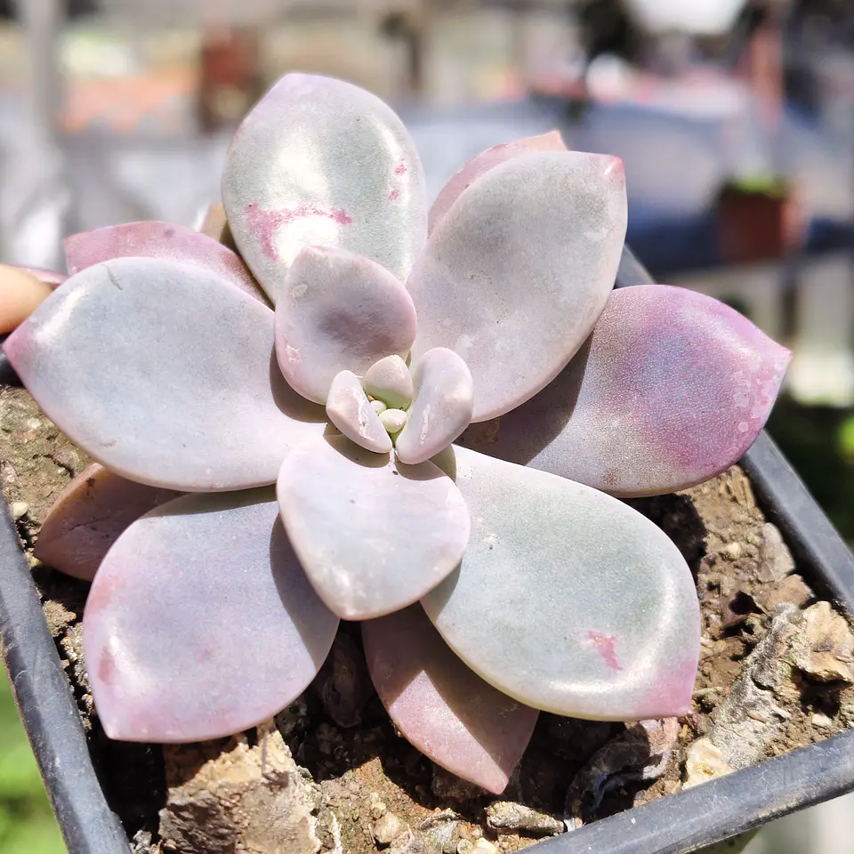 Graptopetalum Murasaki  1