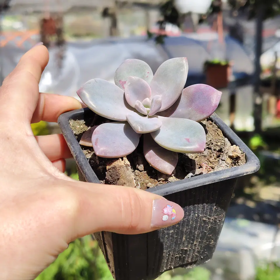 Graptopetalum Murasaki  3