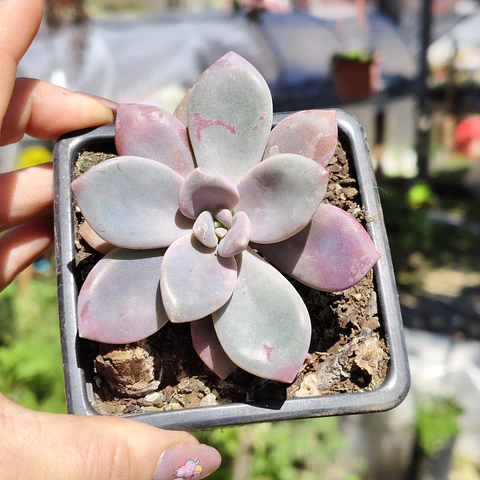 Graptopetalum Murasaki 