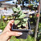 Crassula Cordata - Miniatura 3