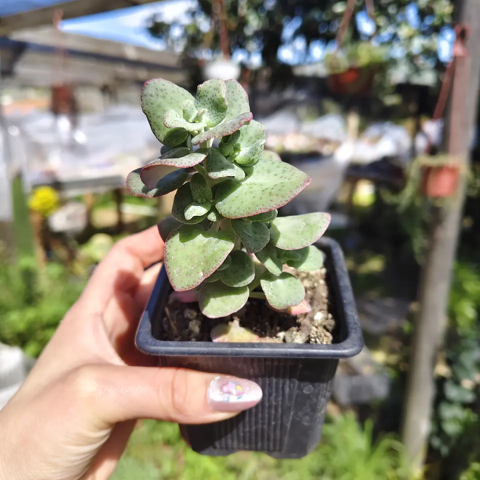 Crassula Cordata 3