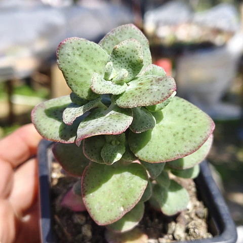 Crassula Cordata