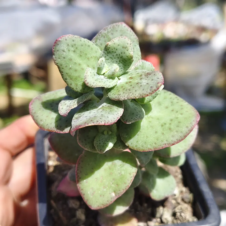 Crassula Cordata 1
