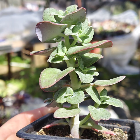 Crassula Cordata