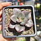 Echeveria Chroma - Miniatura 4