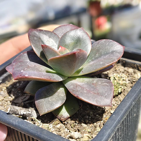 Echeveria Chroma