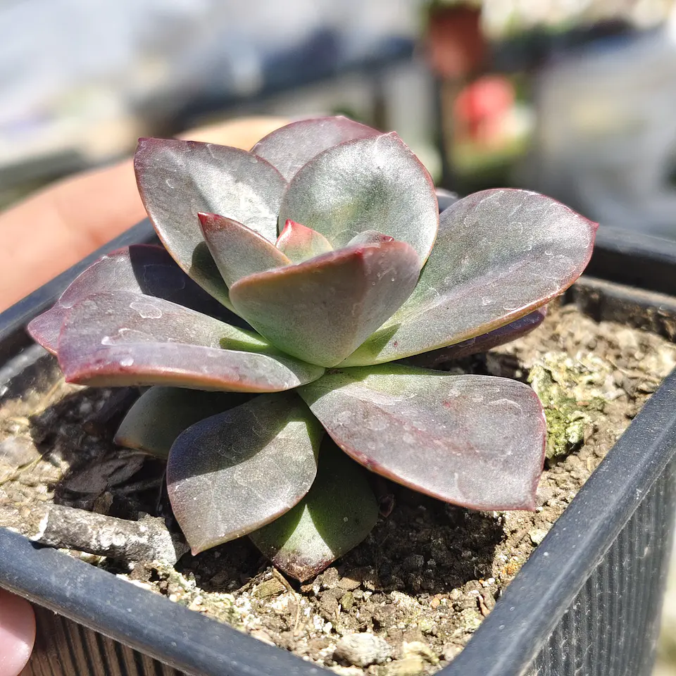 Echeveria Chroma 2