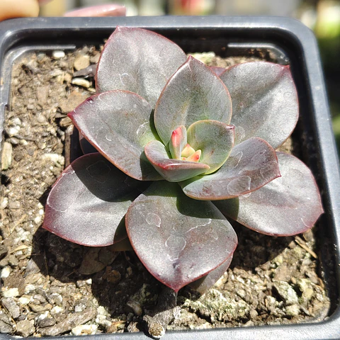 Echeveria Chroma