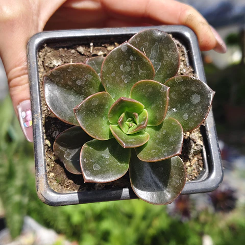 Echeveria Melaco