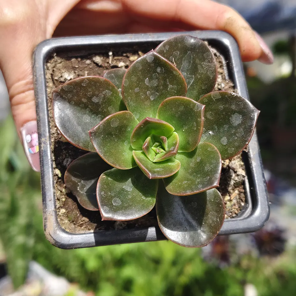 Echeveria Melaco 1