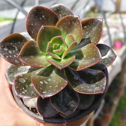 Echeveria Melaco
