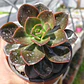 Echeveria Melaco - Miniatura 2