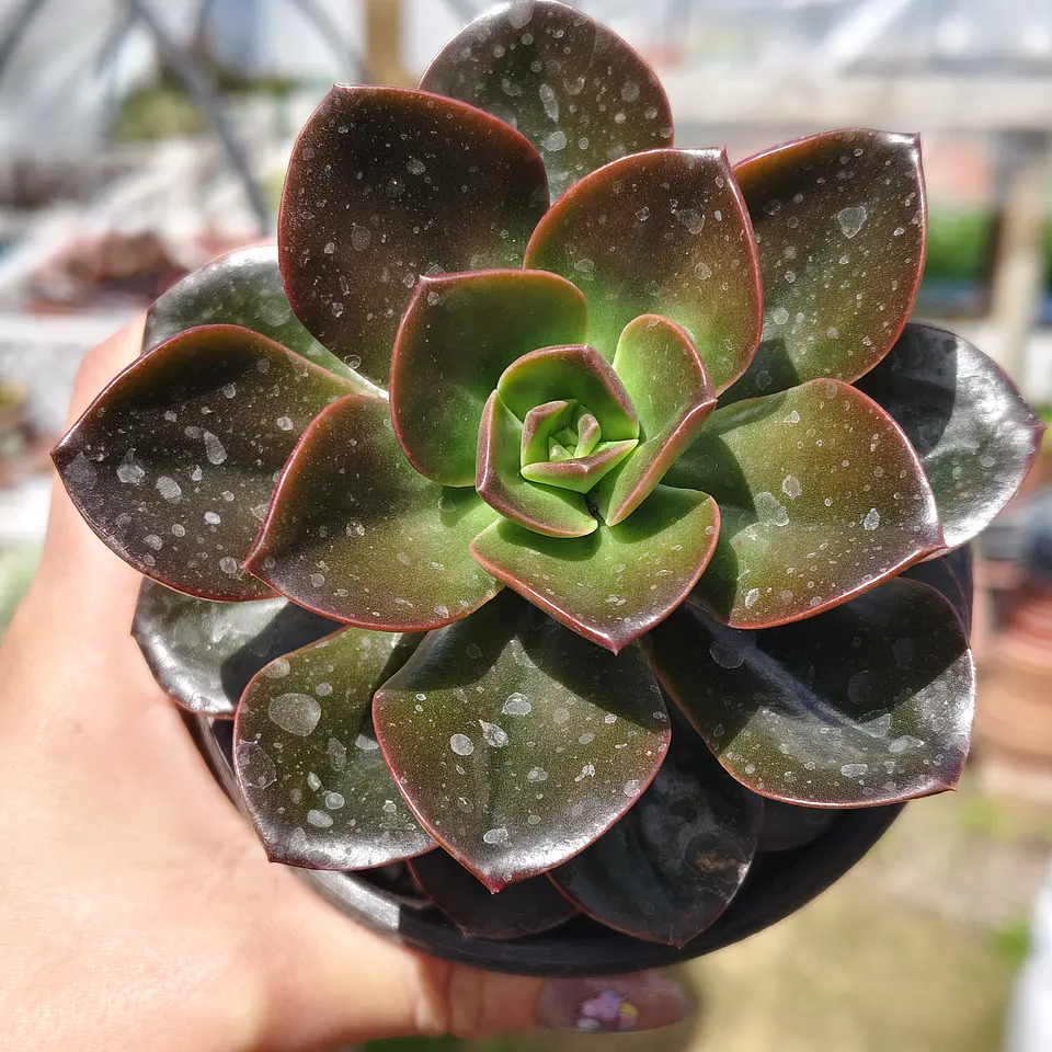 Echeveria Melaco 3