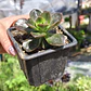 Echeveria Melaco - Miniatura 4