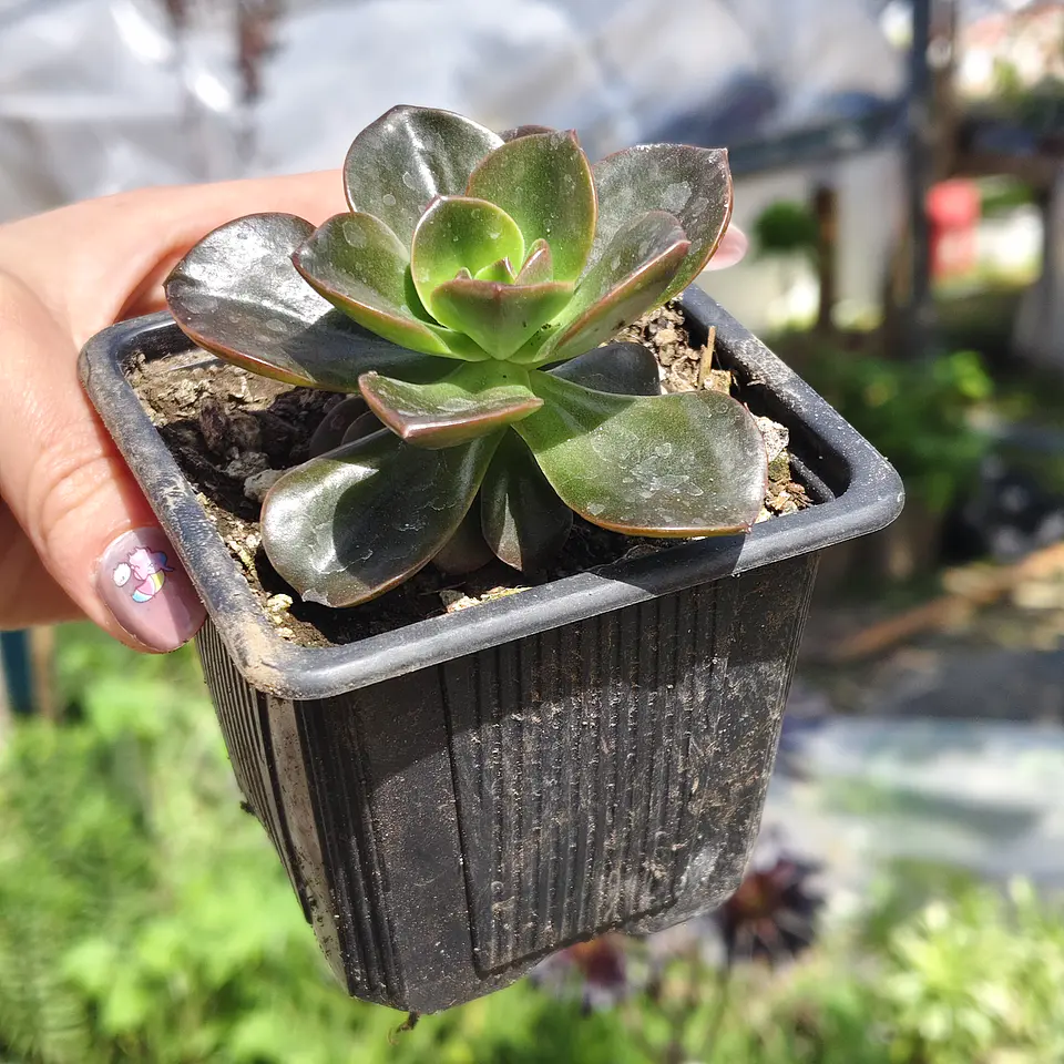Echeveria Melaco 4