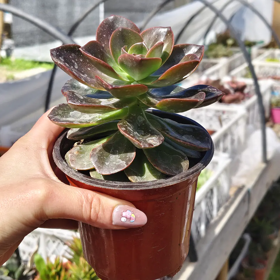 Echeveria Melaco 5