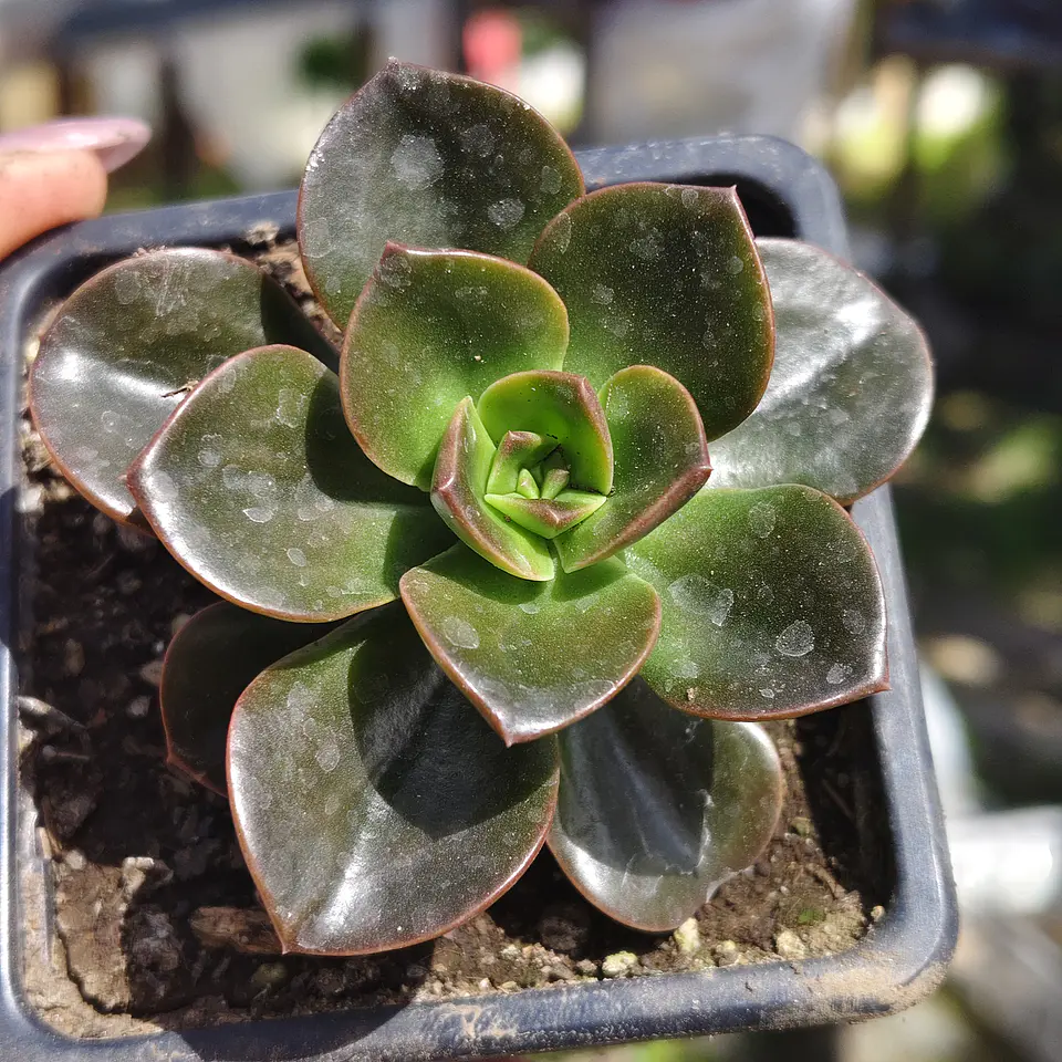Echeveria Melaco 6