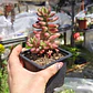 Sedum Rubrotictum 
