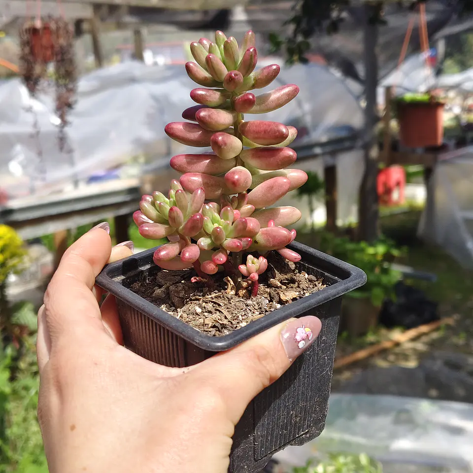 Sedum Rubrotictum 