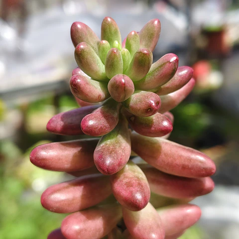 Sedum Rubrotictum "Aurora"