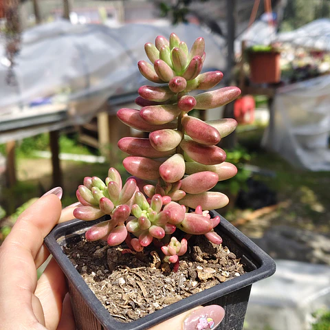 Sedum Rubrotictum "Aurora"