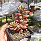 Sedum Rubrotictum 
